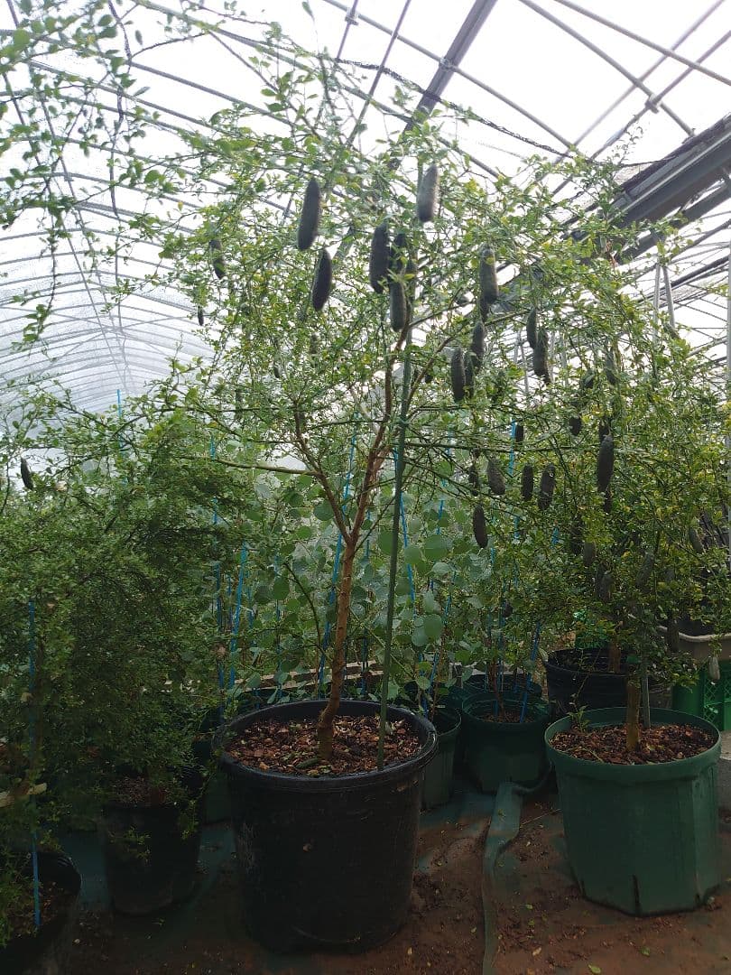 フィンガーライム　大苗　4年生〜　優良品種　ボリュームバリューセット