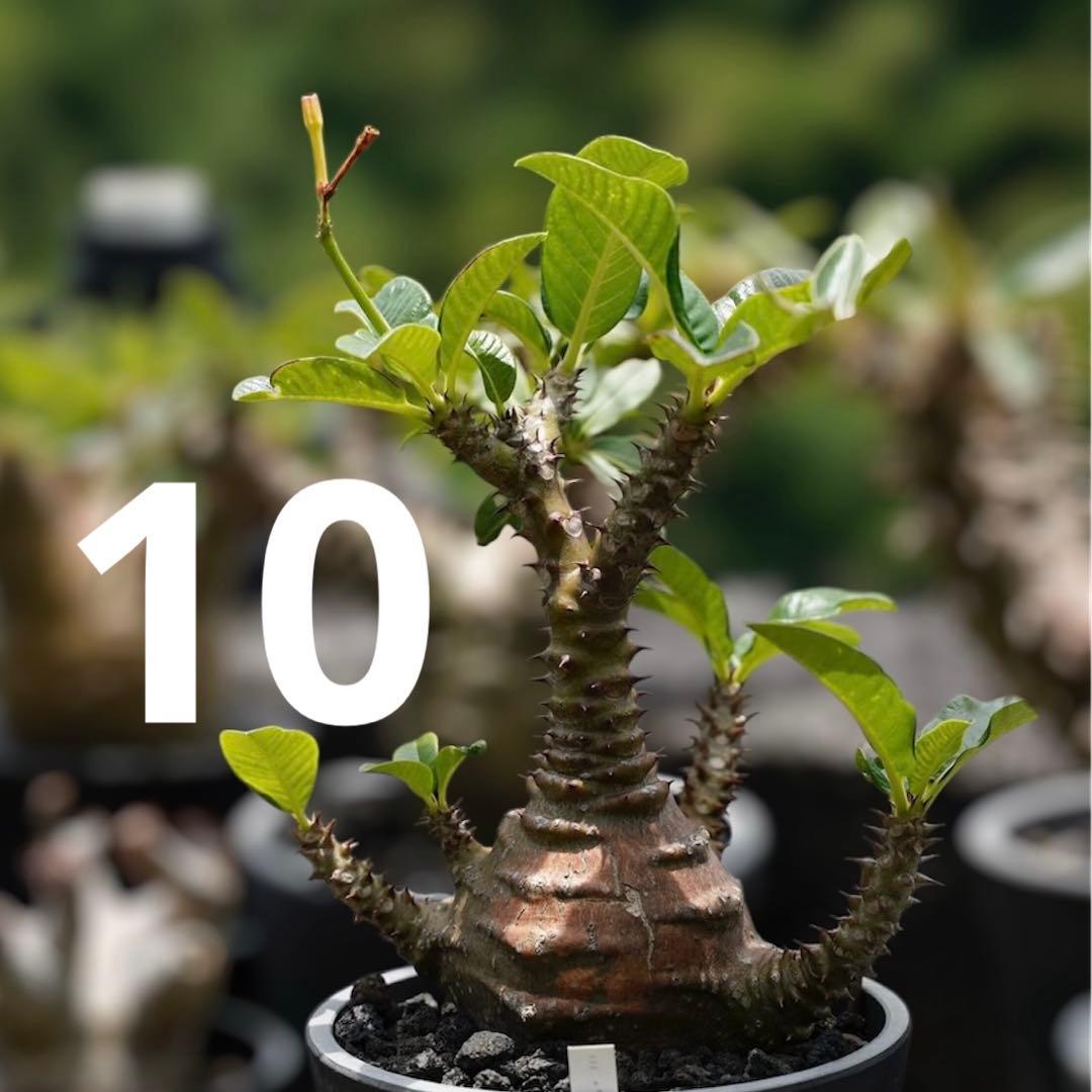 超新鮮　パキポディウム　ウィンゾリー　種子　7月下旬採種　10粒　塊根植物