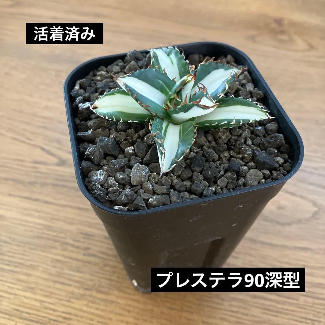 匿名配送【鉢ごと発送】活着　美株　サイズ大　アガべ　太陽神錦　白中斑　TC