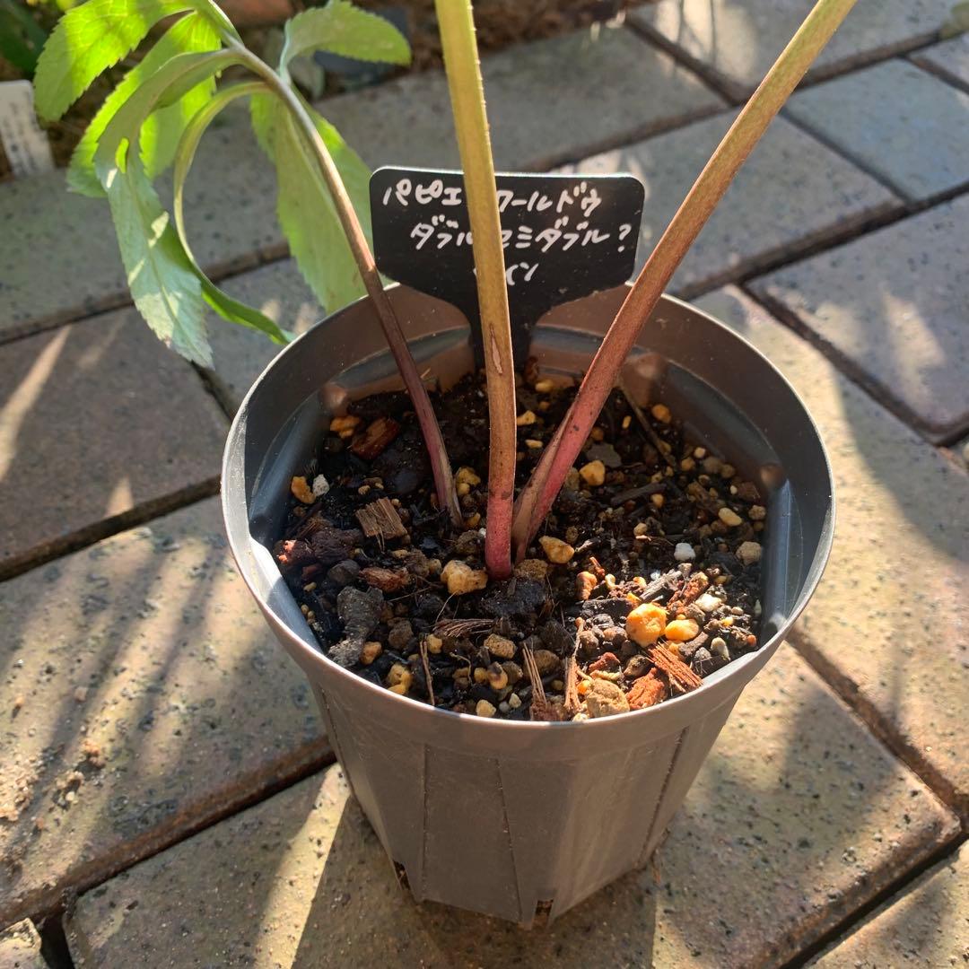 り*う様 クリスマスローズ　株分け苗　ダブルセミダブル　パパピエノワールドゥ　花