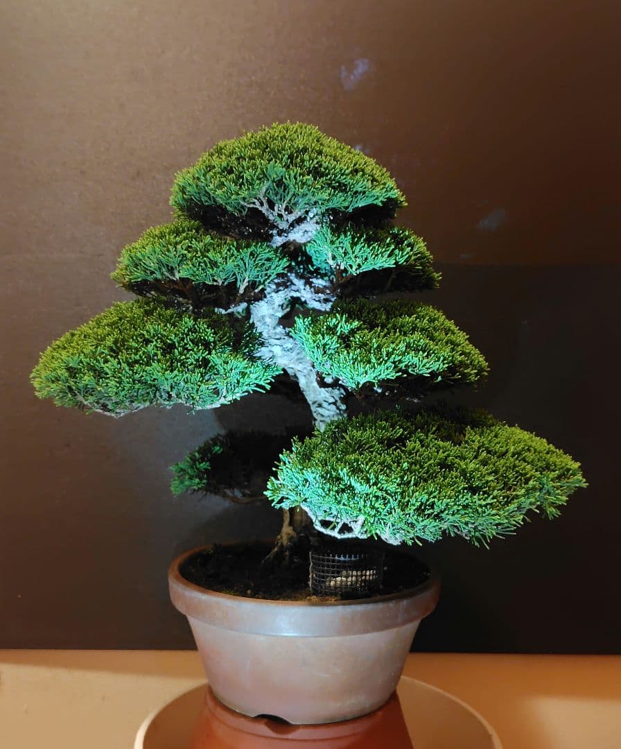 特選！糸魚川真柏素材！