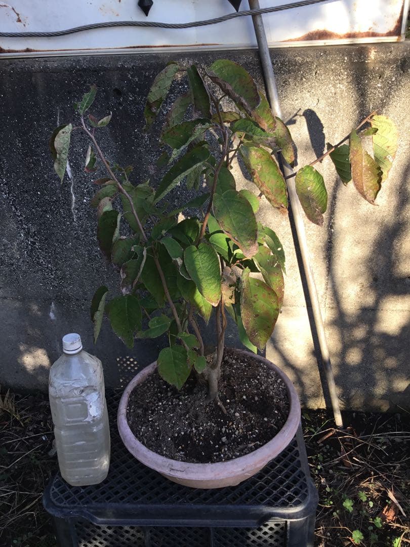 シラキ60センチ