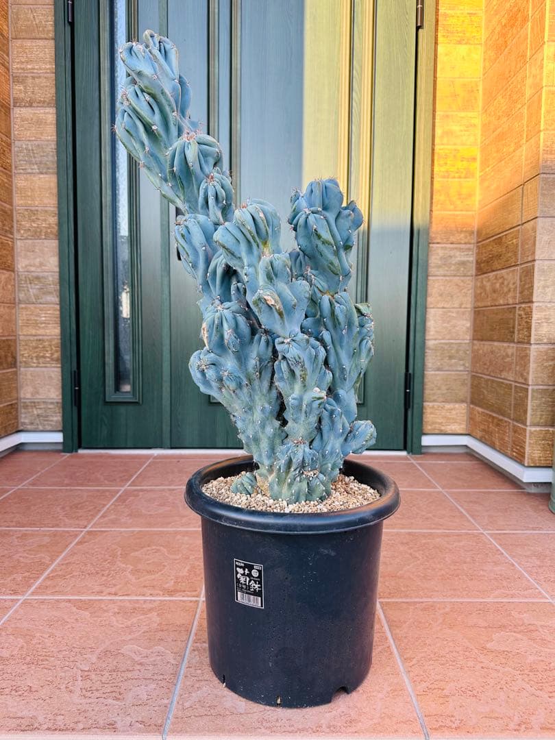 サボテン　岩石獅子　大株　耐寒性あり　ドライガーデン　 ガーデニング