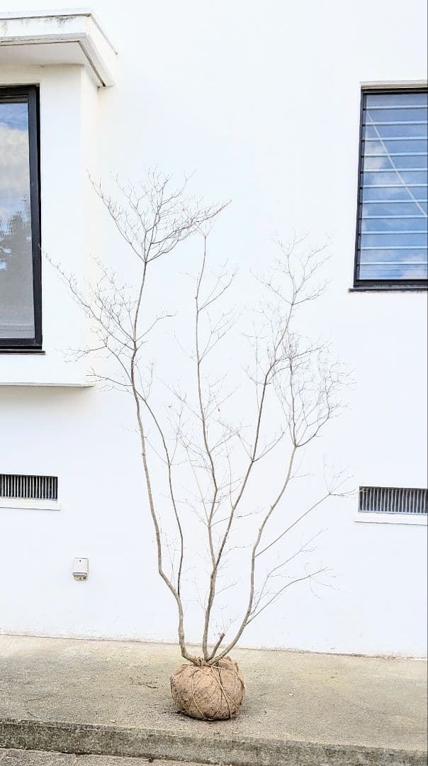 わんころもち。山採りドウダンツツジ。