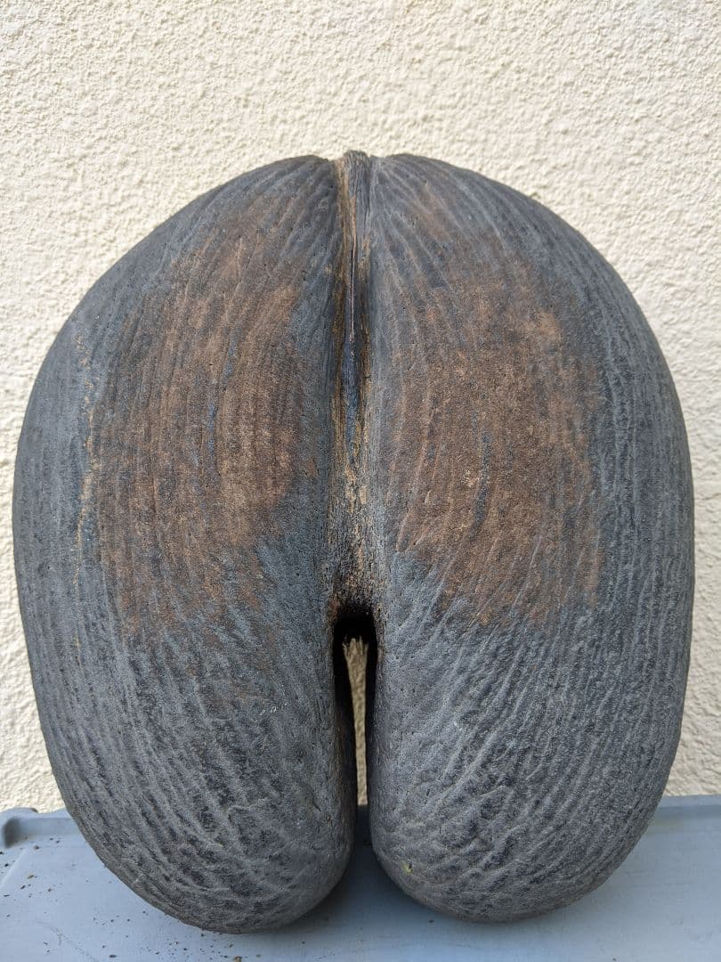 フタゴヤシ　種