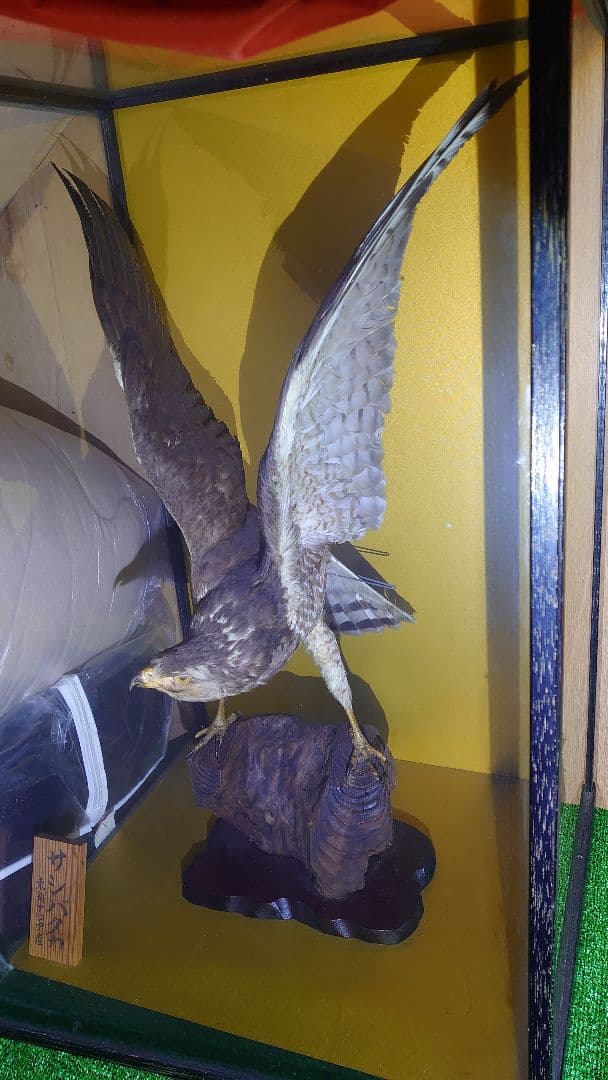 鳥　サシバタカ　剥製　はく製　宇都宮　引き取り