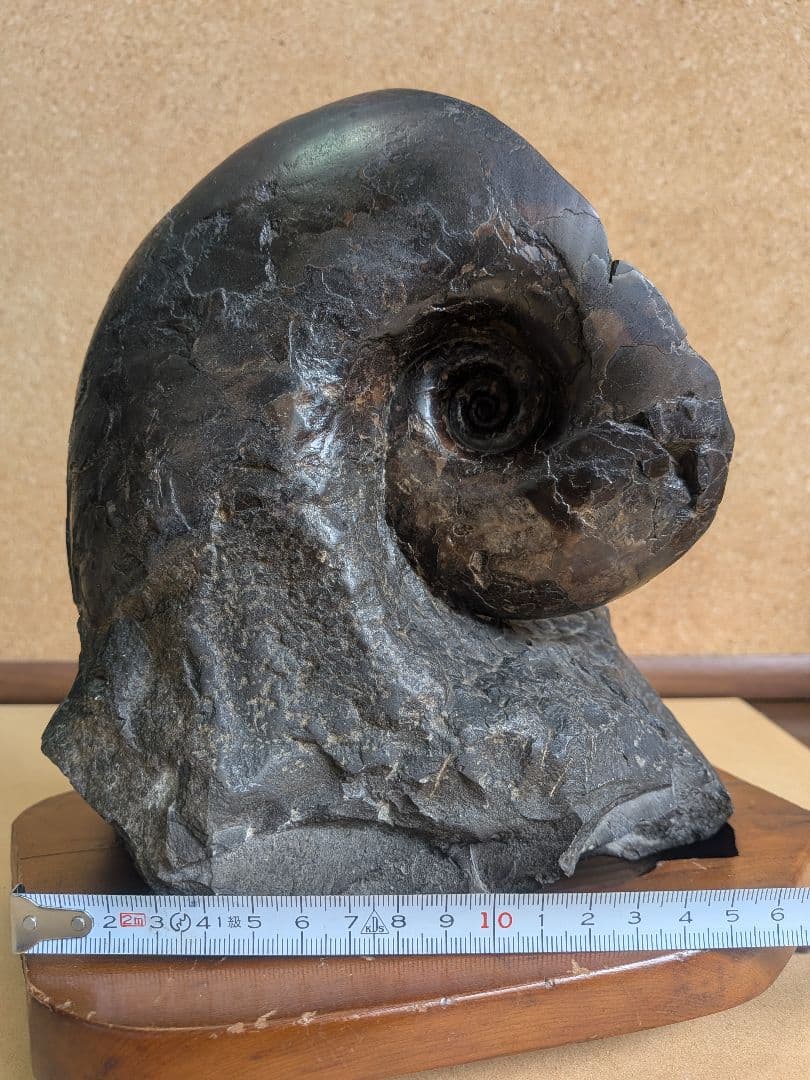 アンモナイト化石 15.0㎝(300)