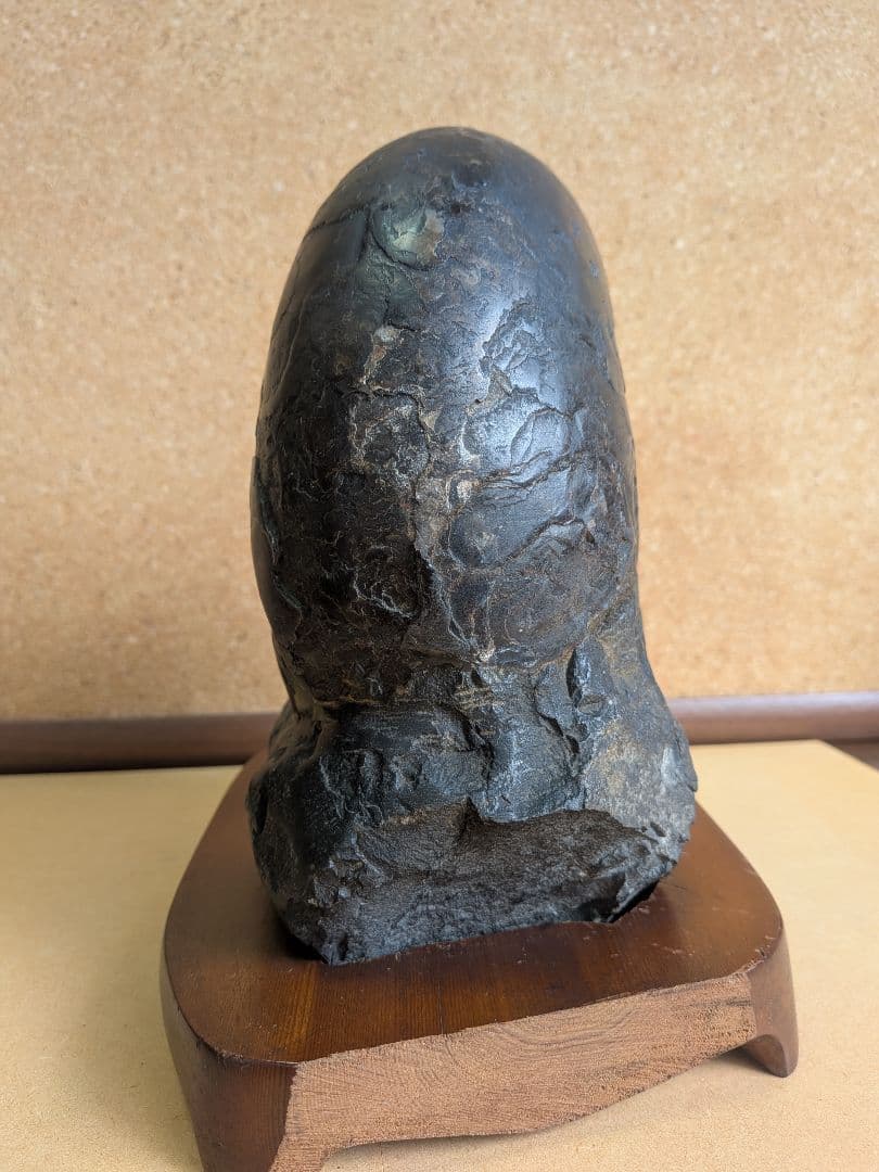 アンモナイト化石 15.0㎝(300)