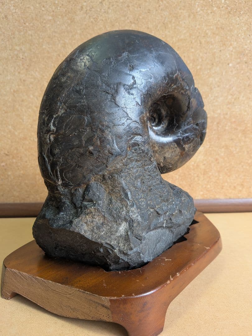 アンモナイト化石 15.0㎝(300)