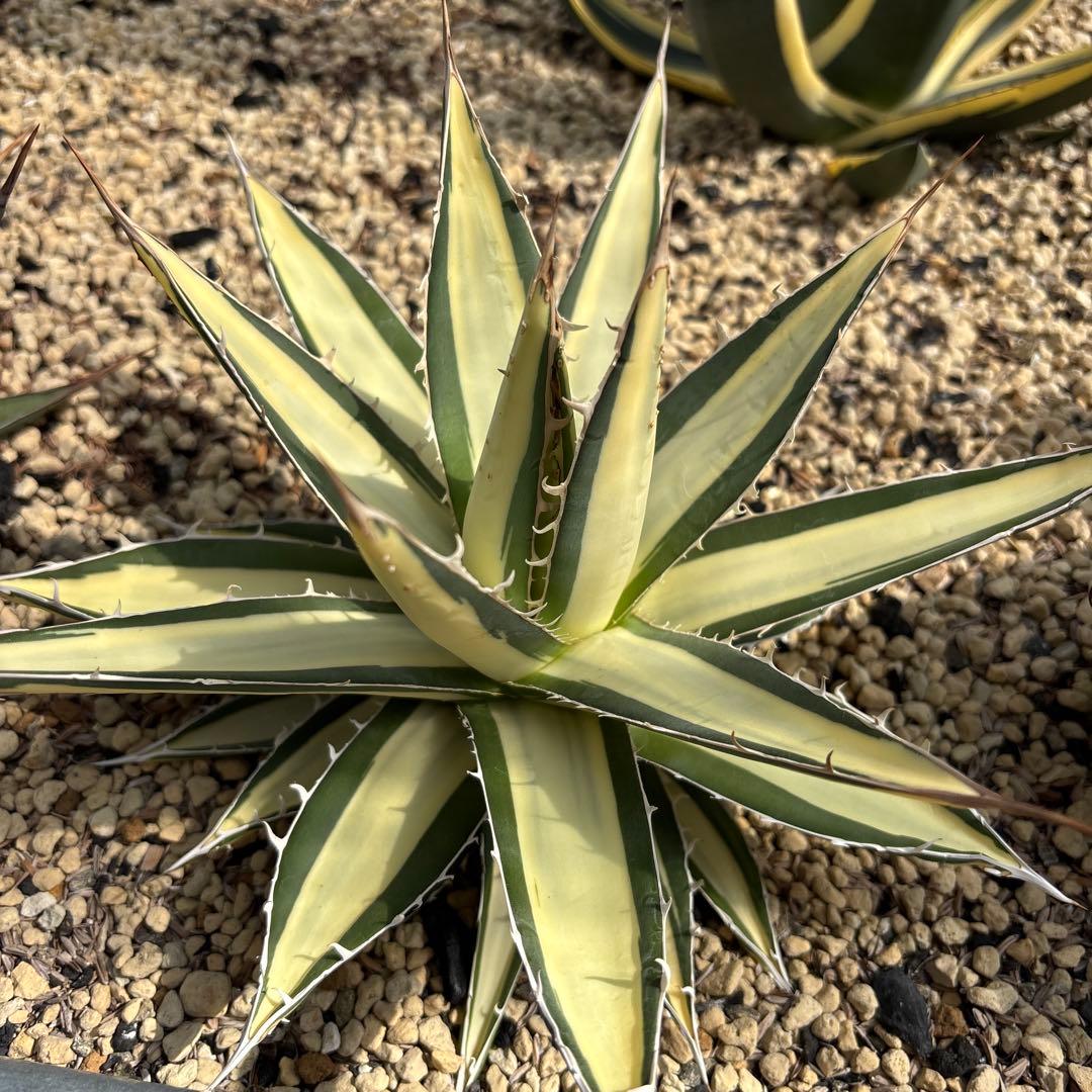 アガベ　ジェスブレイティ　白中斑　パープソラム