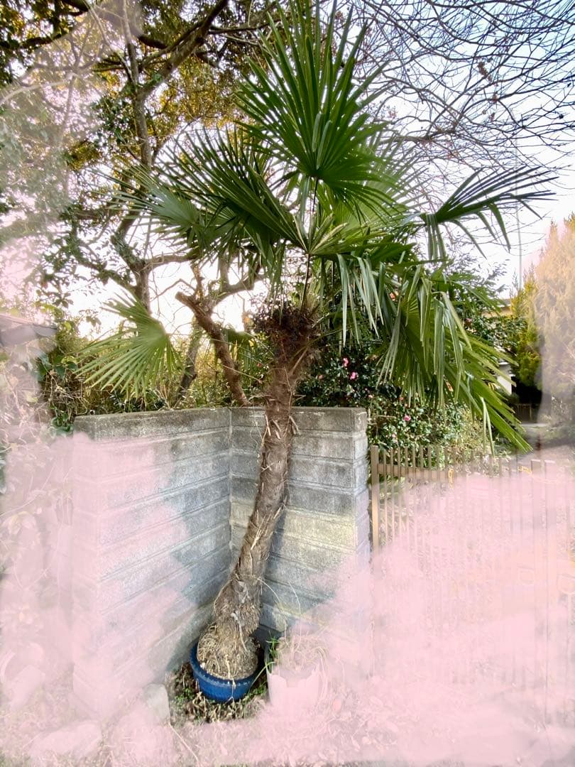 耐寒性があるヤシ　シュロの木 約2メートル超え　鉢植え シンボルツリーにおすすめ