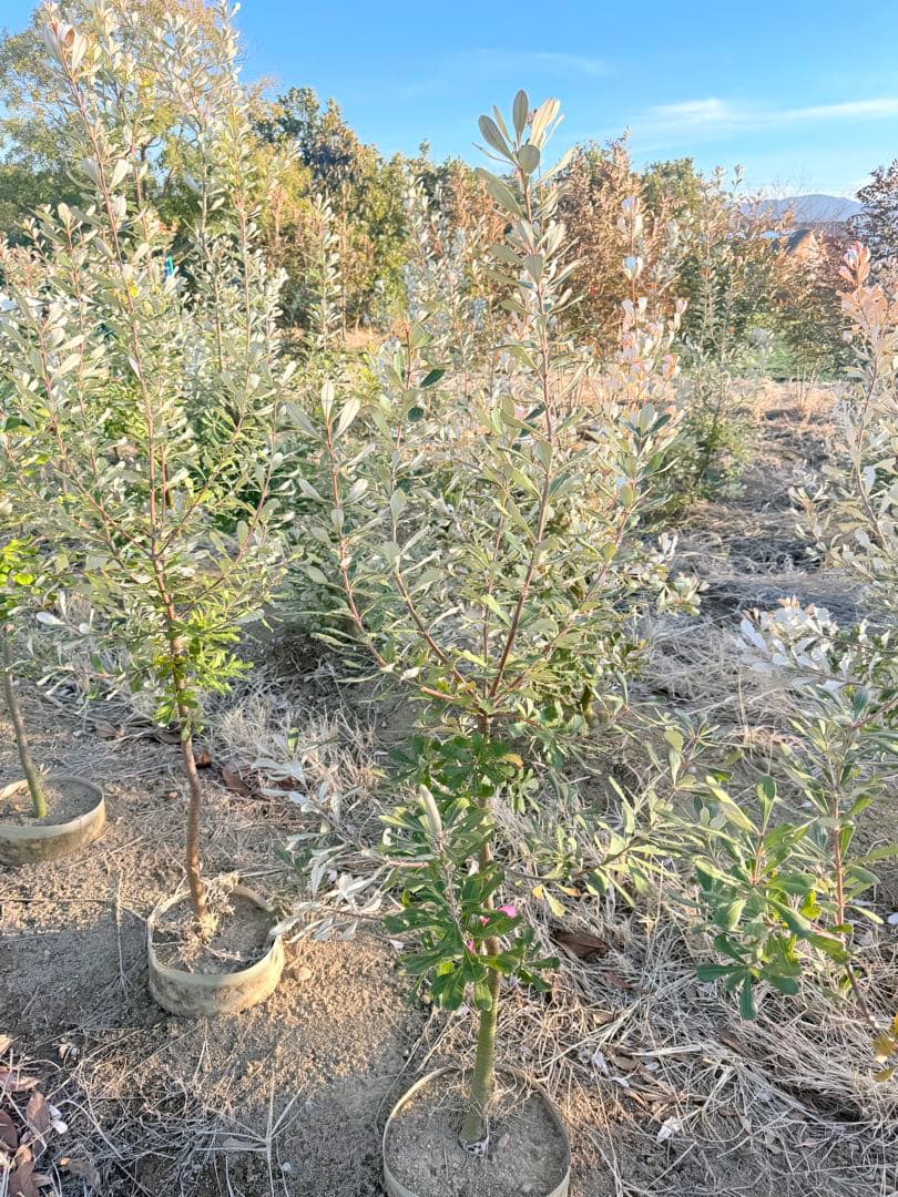 コーストバンクシア① 花付き　オージープランツ
