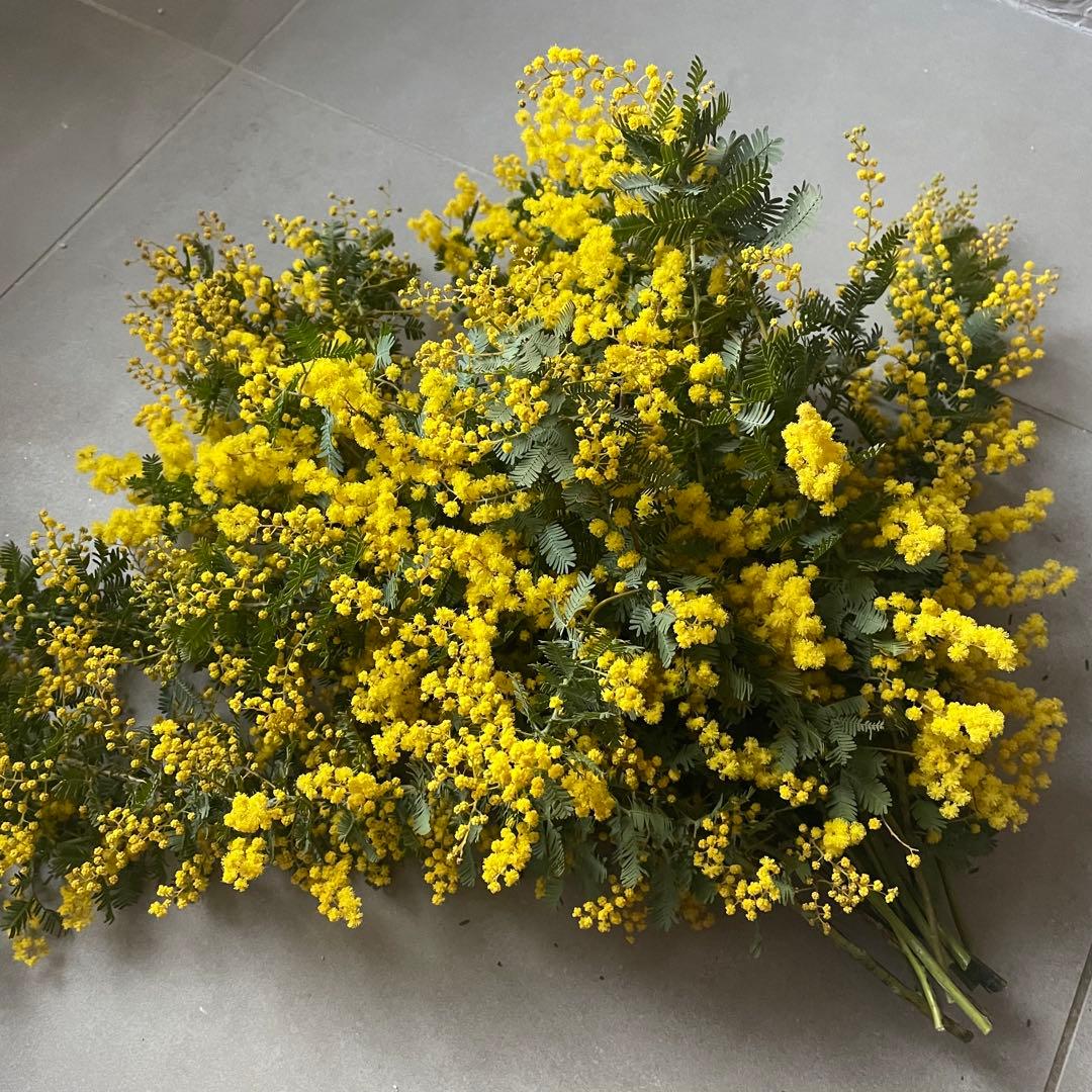 2.ミモザ切花100サイズ