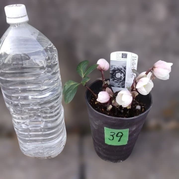 広瀬園芸ヘレボルス ニゲ桃色開花株