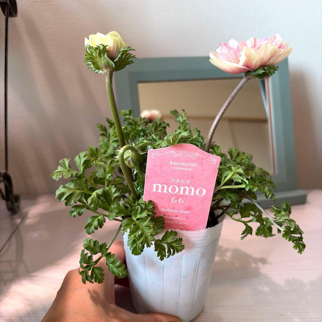 ✿Dom❤Mia✿様　確認用　レバンテ　ローザ