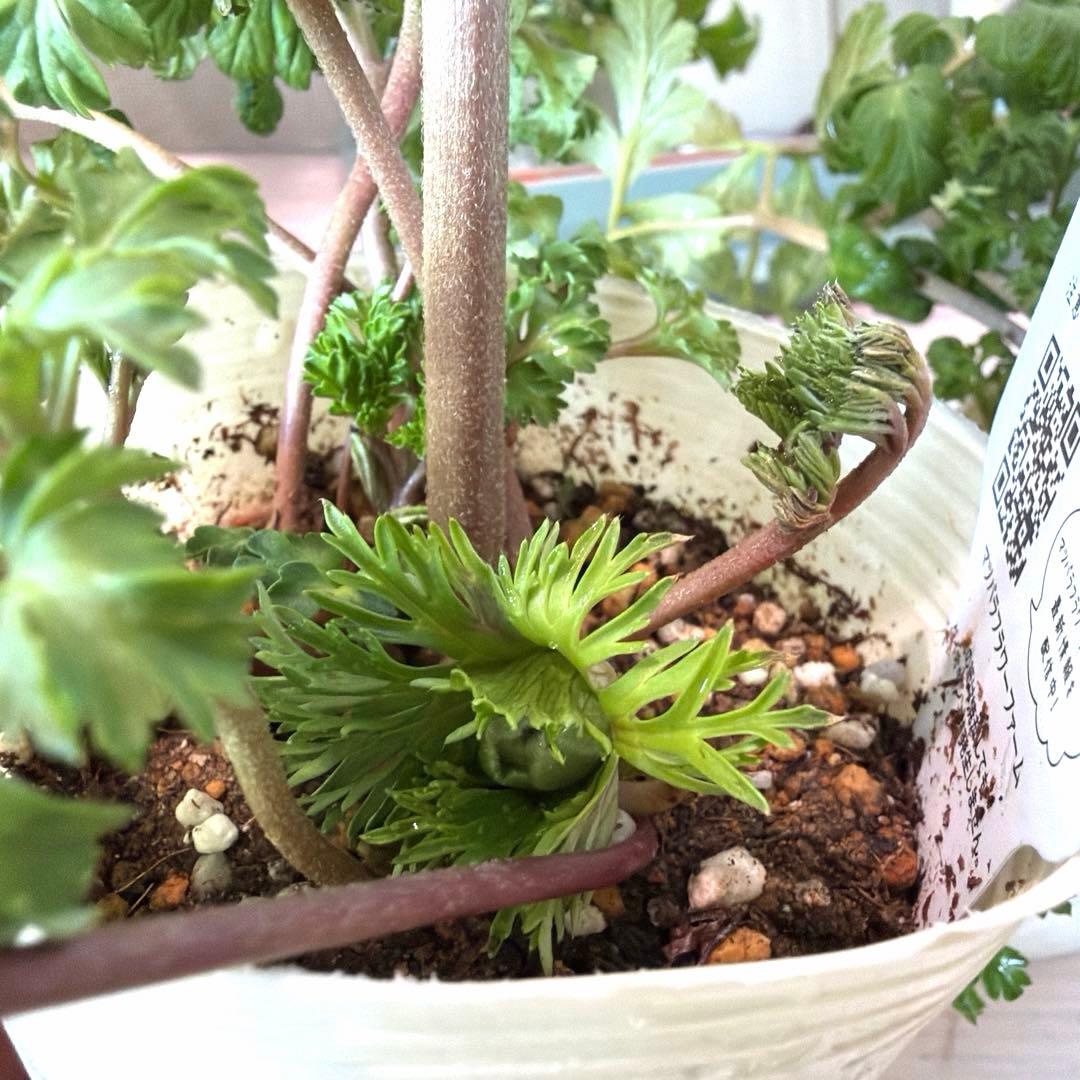 ✿Dom❤Mia✿様　確認用　レバンテ　ローザ