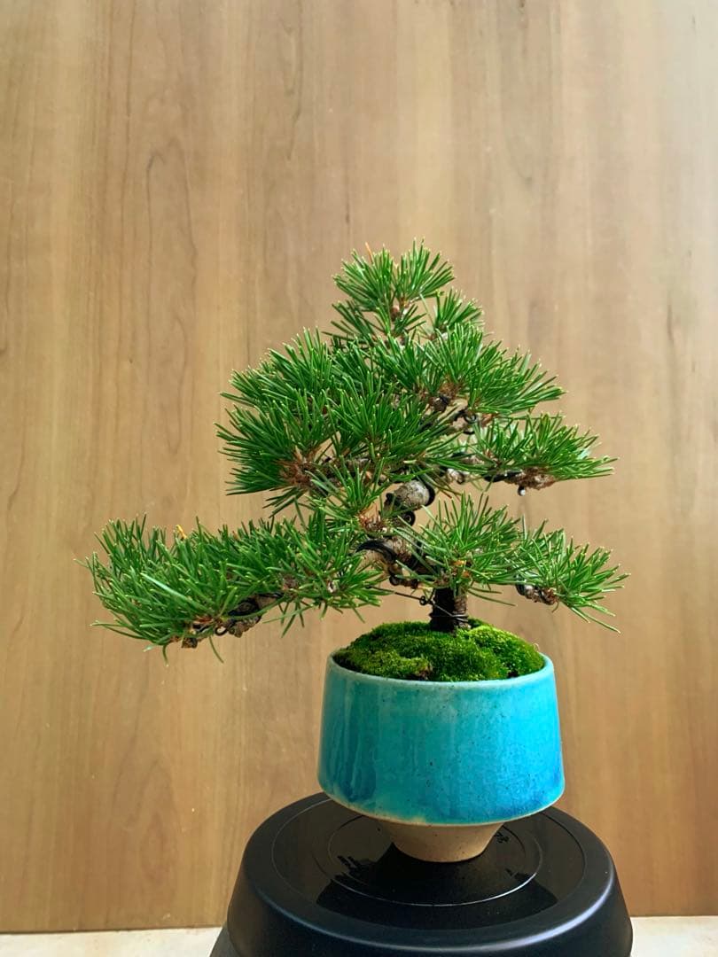 黒松　小品盆栽　no2