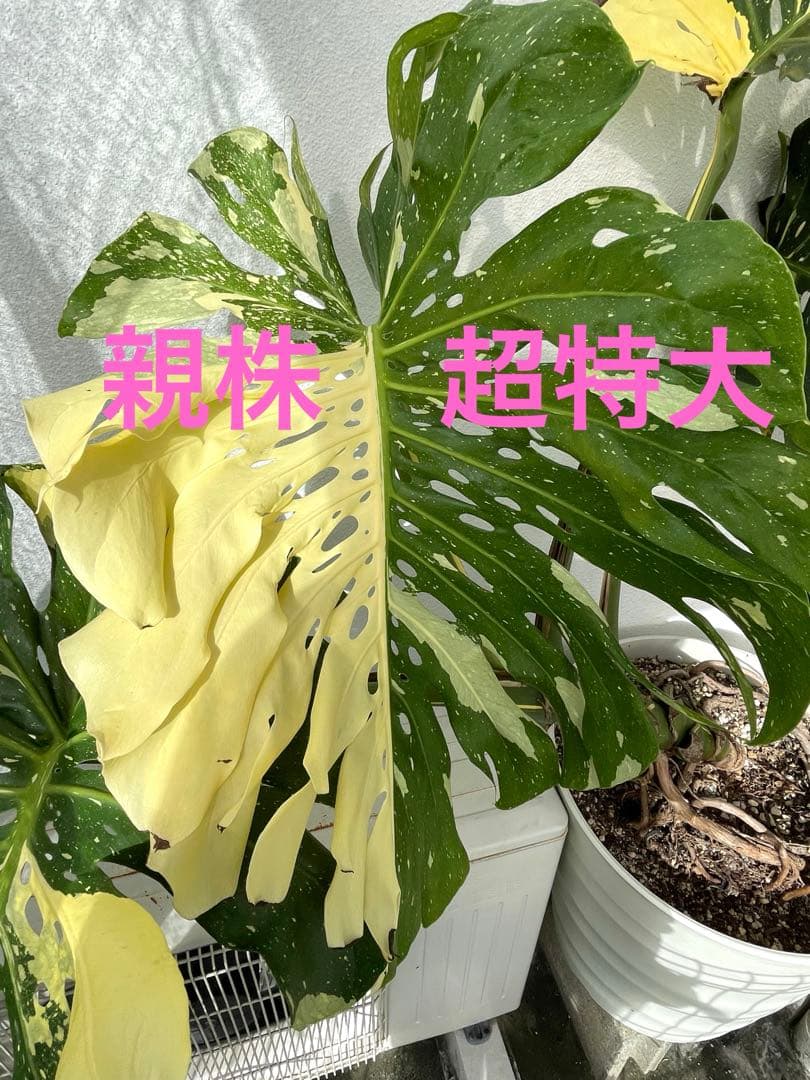 斑入り　モンステラ　イエローモンスター　デリシオーサ　タイコンステレーション
