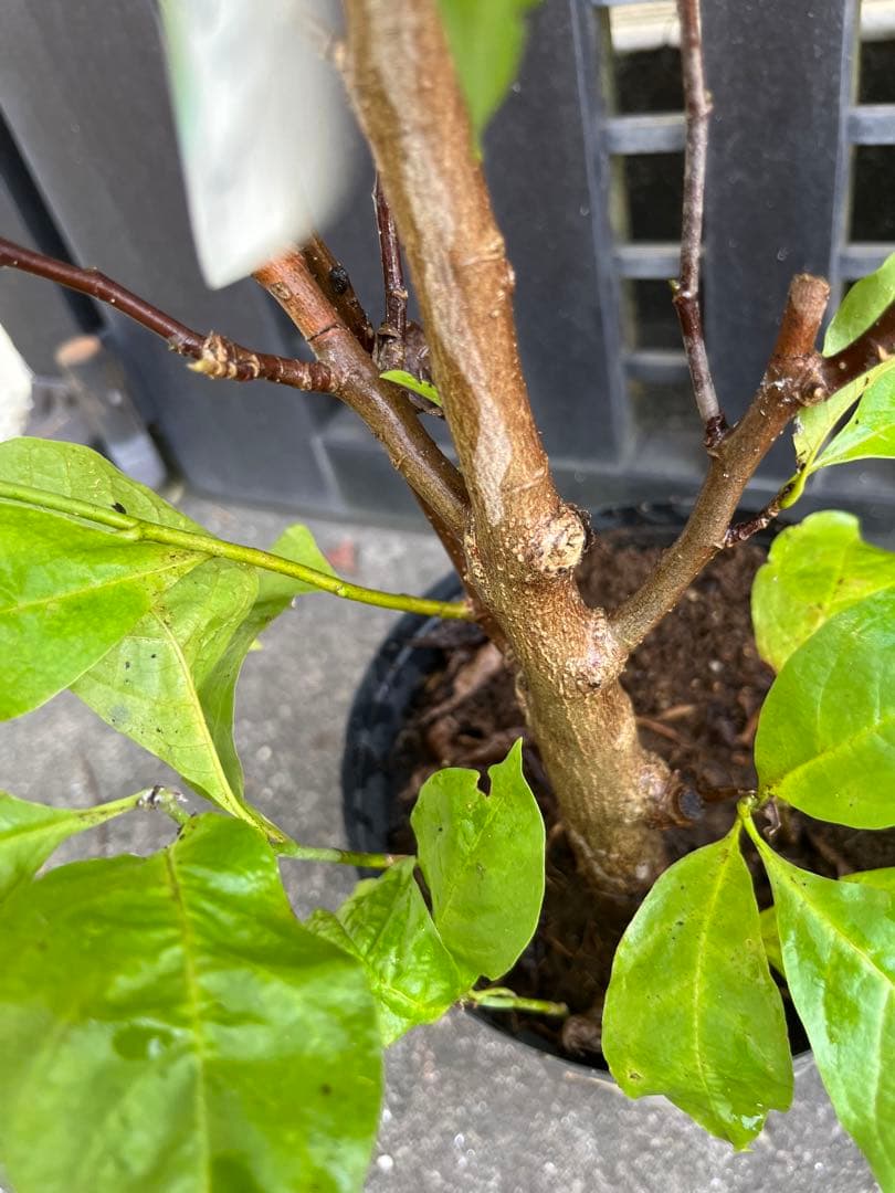 モクレン　ガールマグノリア4年生　毎年開花 約90㌢宅急便