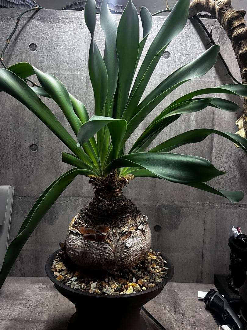 ブーファン　ハエマントイデス　発根済み2頭