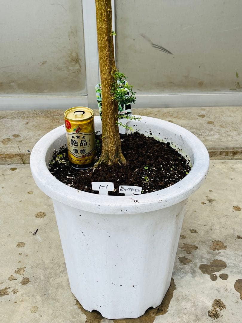 7年生　フィンガーライム実生苗／果実肥大中　樹高170センチ　10号鉢植え