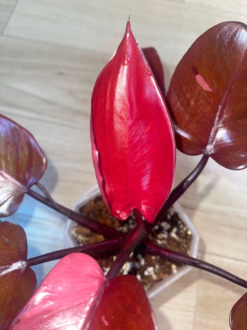 希少‼️濃赤美株‼️フィロデンドロンパーシモンプリンセス