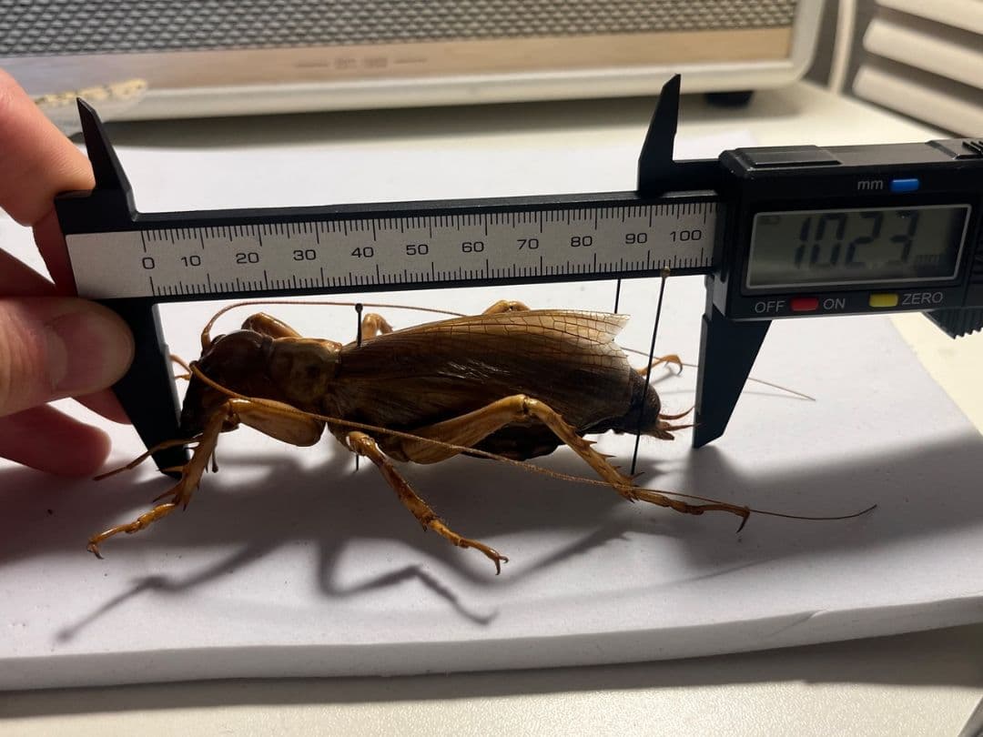 【特大極美】リオック Sia ferox コロギス 昆虫標本デュビアタランチュラ