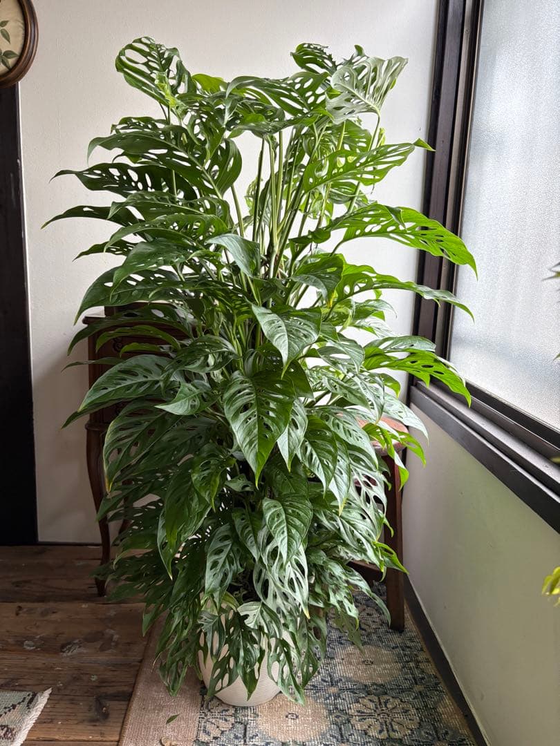 大株　モンステラ　アンダーソニー　7号鉢