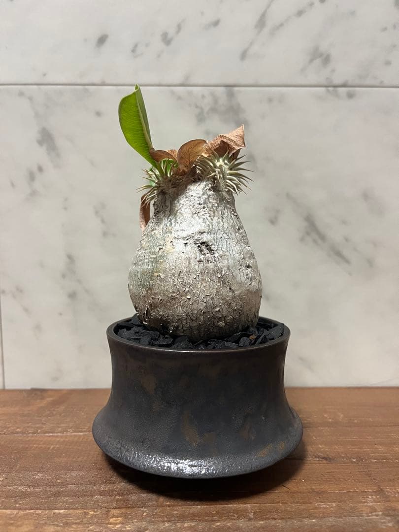 パキポディウム エブレネウム 美株