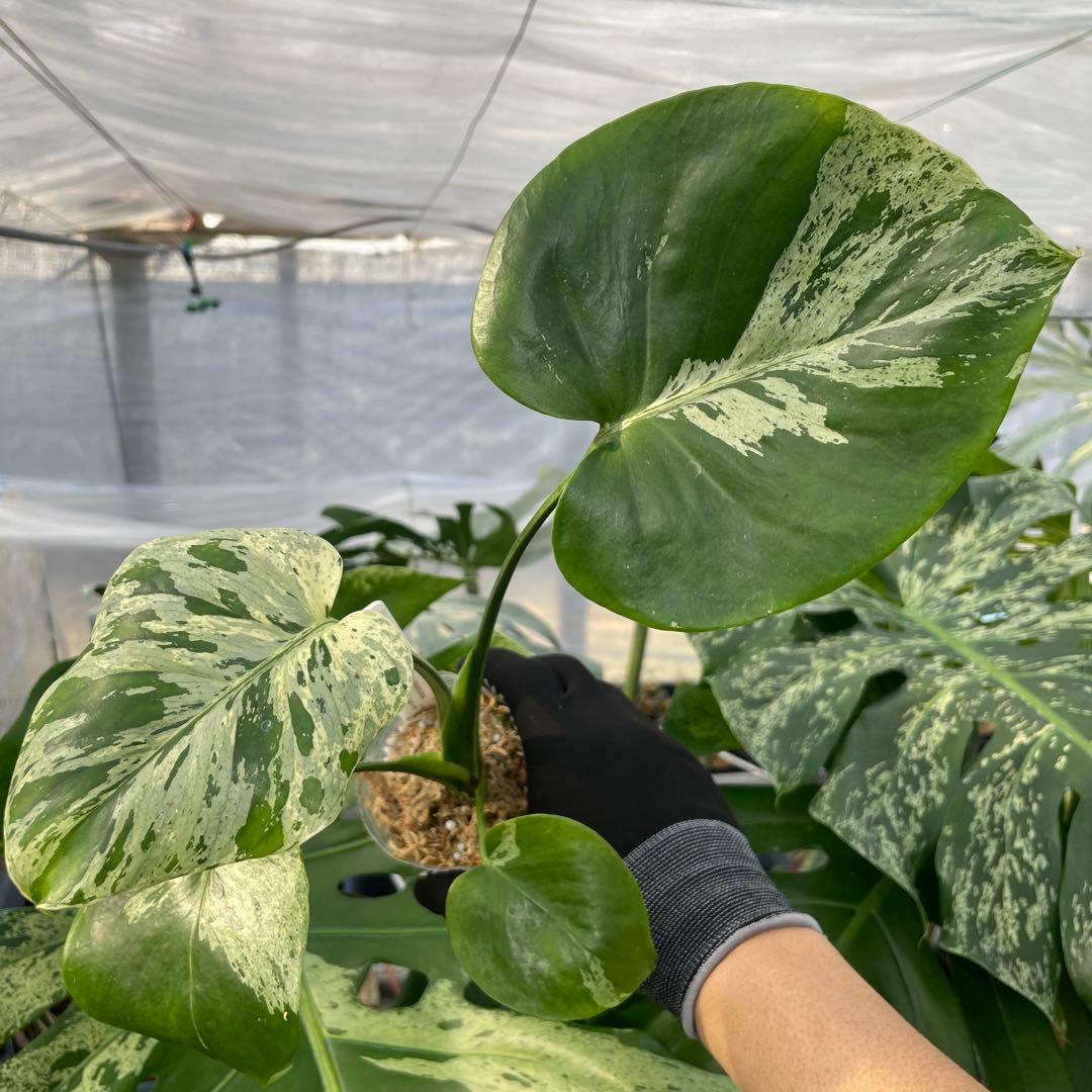 12モンステラ　デリシオーサ　ベトシオーサ　美斑入り