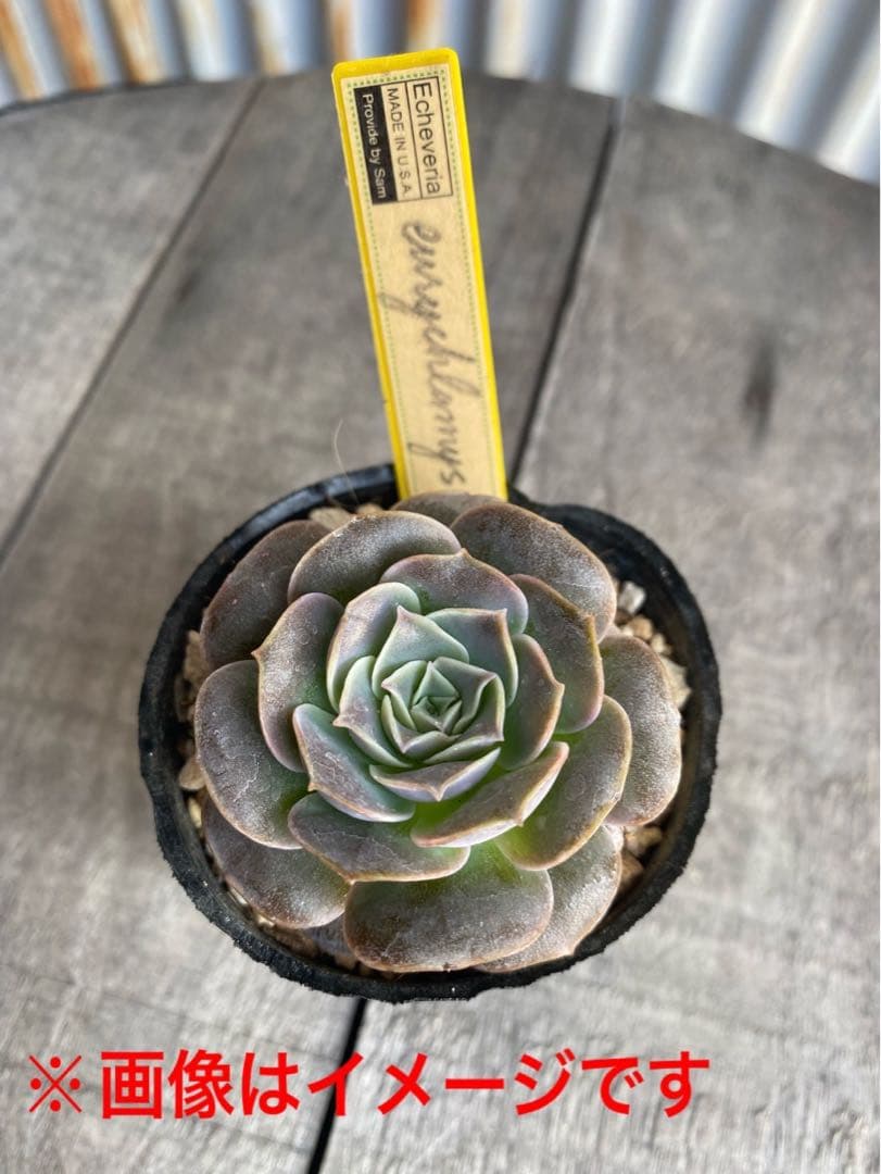 1 希少丸葉タイプ　エリキュラミス