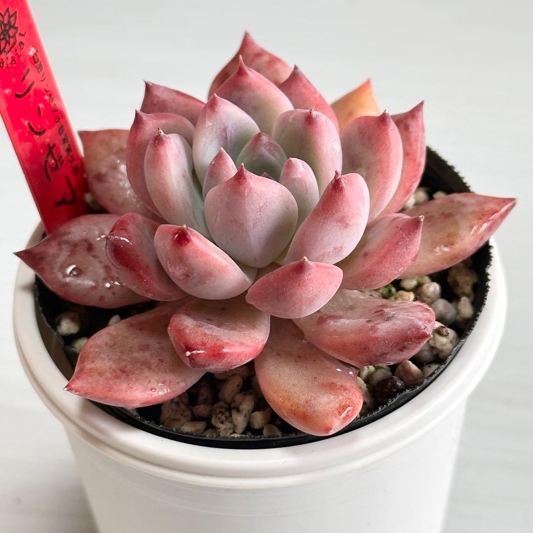 多肉植物　臼田リンゼアナ　実生苗　ポットごと発送いたします！