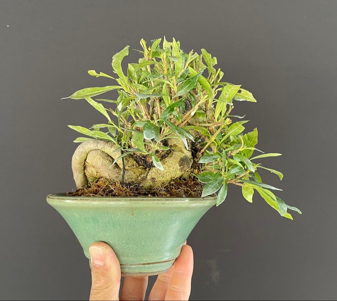 白木盆栽園　クチナシ　小品盆栽　樹高13センチ　楓カエデ紅葉モミジ欅実物観葉植物