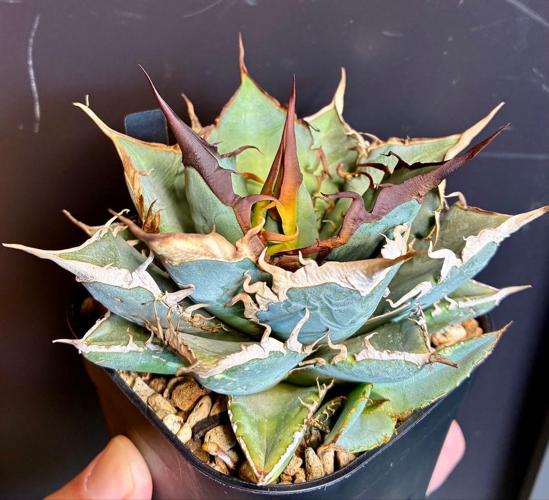 あ*ん様 アガベ オアハカオテロイ現地実生株の仔株/検悪魔くんスーパーチタノタレ