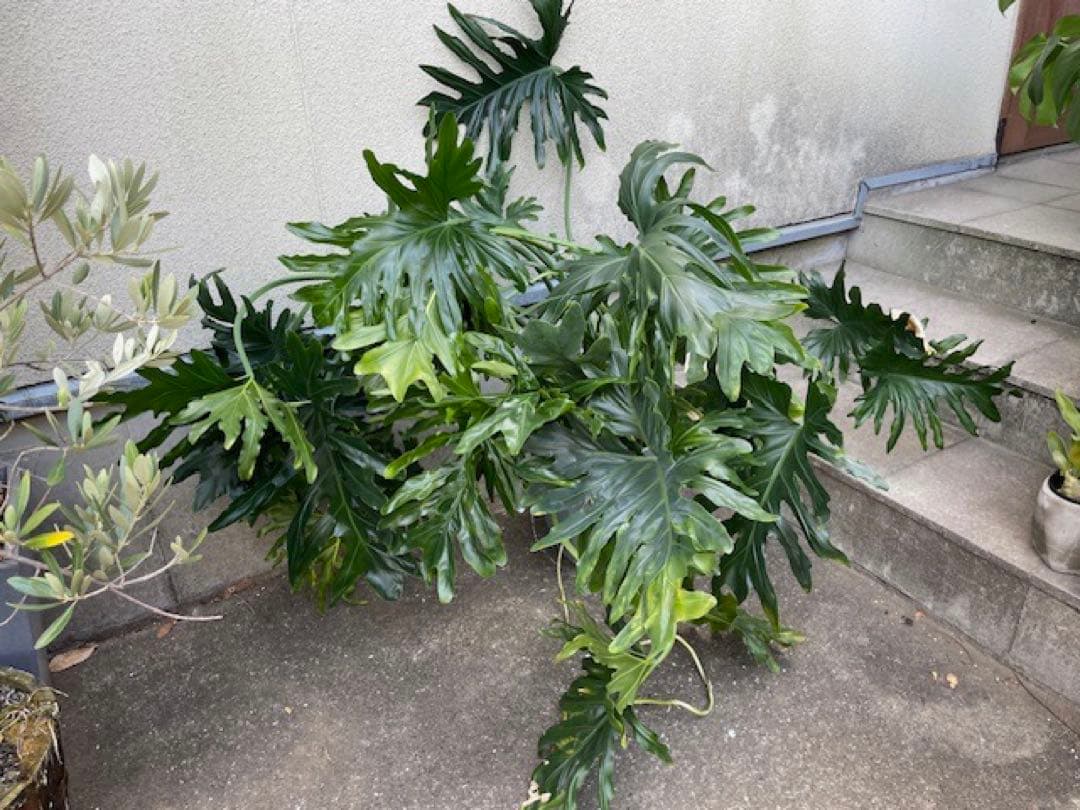 K■フィロデンドロン・セローム/ヒトデカズラ/高さ85cm/葉38cm