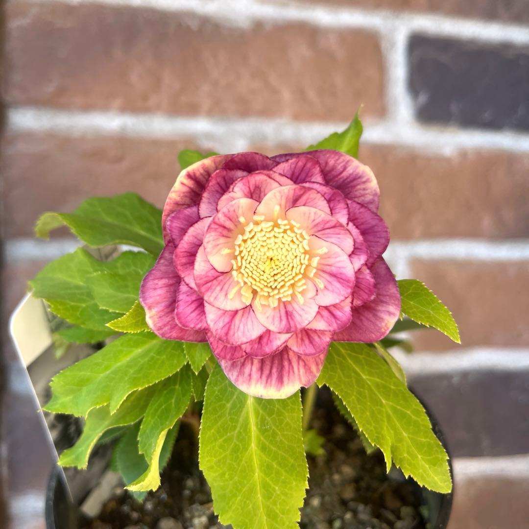 クリスマスローズ　広瀬園芸