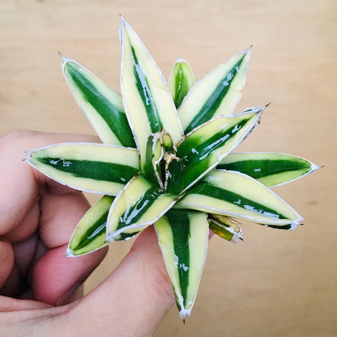 n*u様 【稀少】3 笹の雪錦 クリーム覆輪斑 短葉 TC株 アガベ ビクトリア