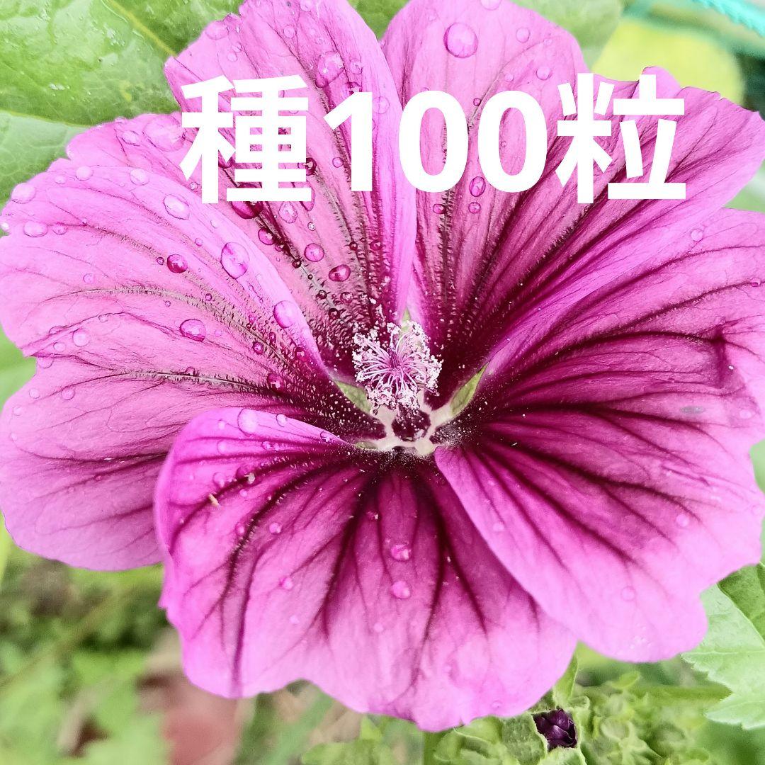 マロウ　種　100粒以上!!