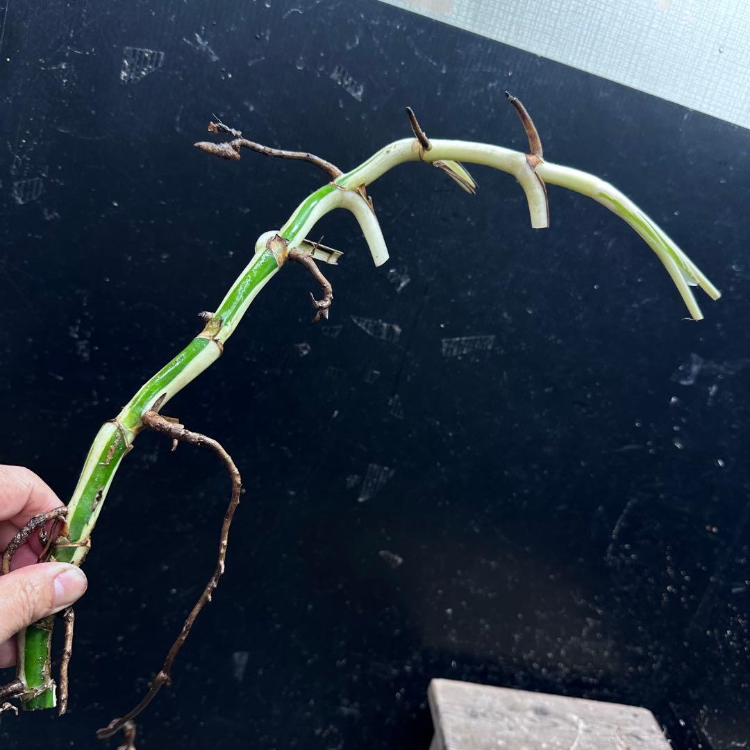 斑入りモンステラホワイトタイガー茎8株おまとめ