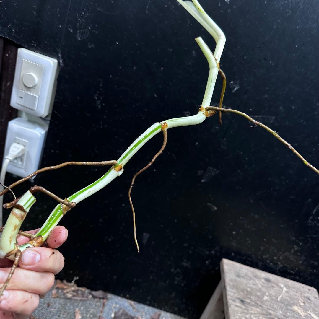 斑入りモンステラホワイトタイガー茎8株おまとめ