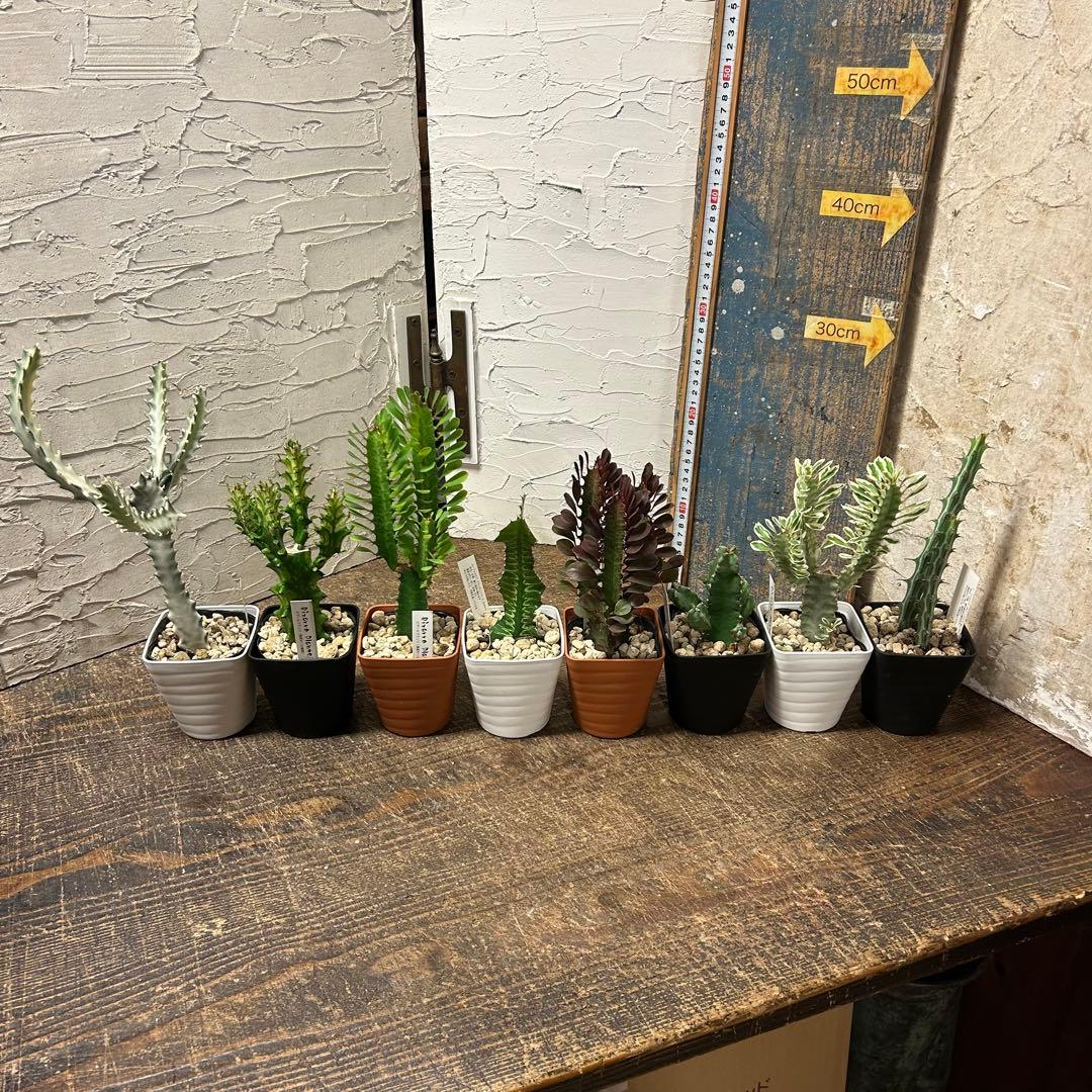 わ*様 多肉植物　ユーフォルビア　3.5寸8種8鉢　観葉植物