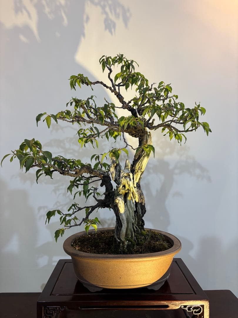 古い梅　盆栽　神　最高