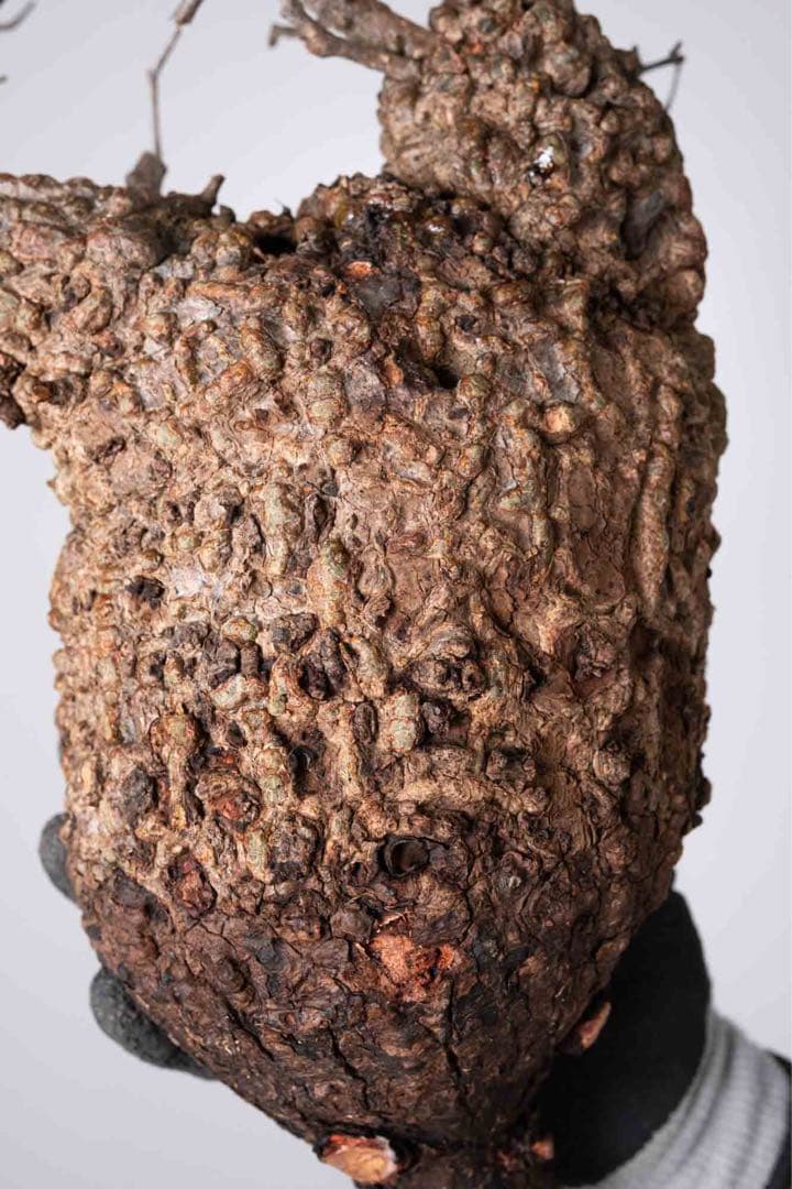 KP119 オペルクリカリア パキプス コーデックス ベアルート株　枝カット済み