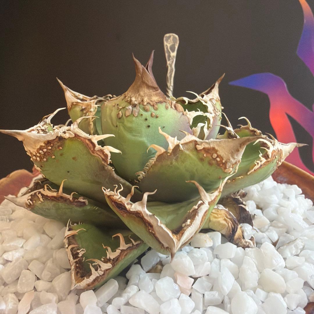 中型アガベ 麻花