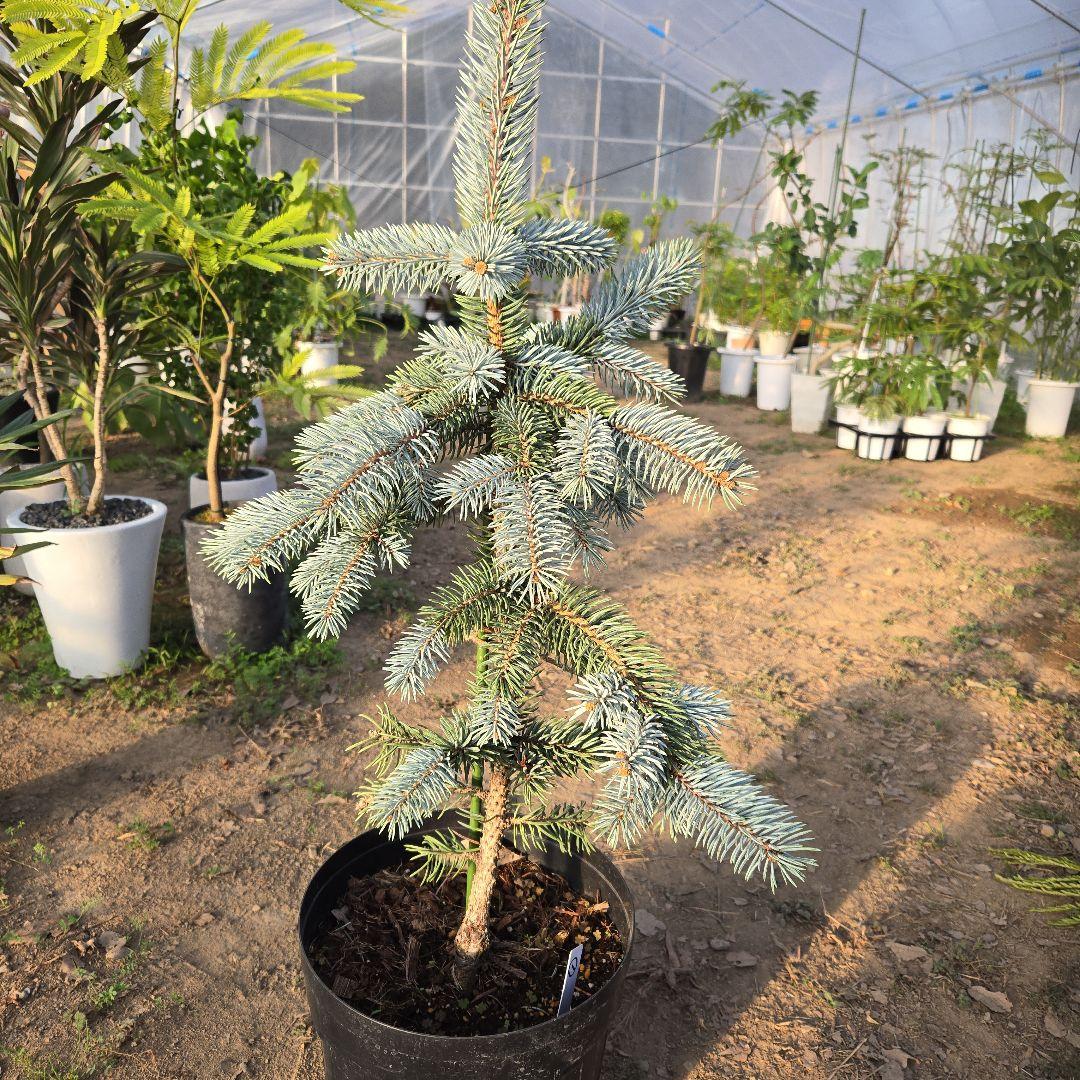 ①　プンゲンストウヒ　ホプシー8号　最高等級極上品‼️