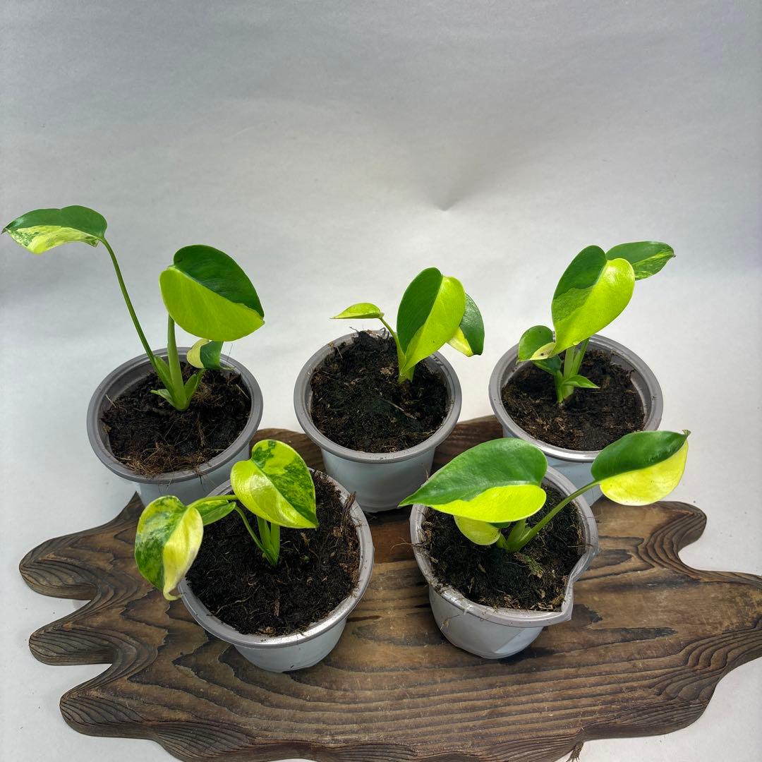 に*y様 5株セットms84【特別選抜 デリシオーサ イエローマリリンモンステラ