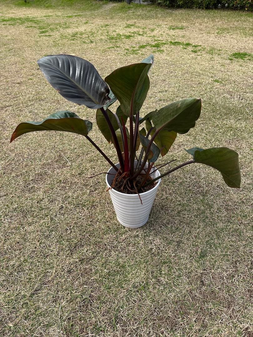 【大株】Philodendron Rojo Congo ロジョコンゴ 高価な鉢付