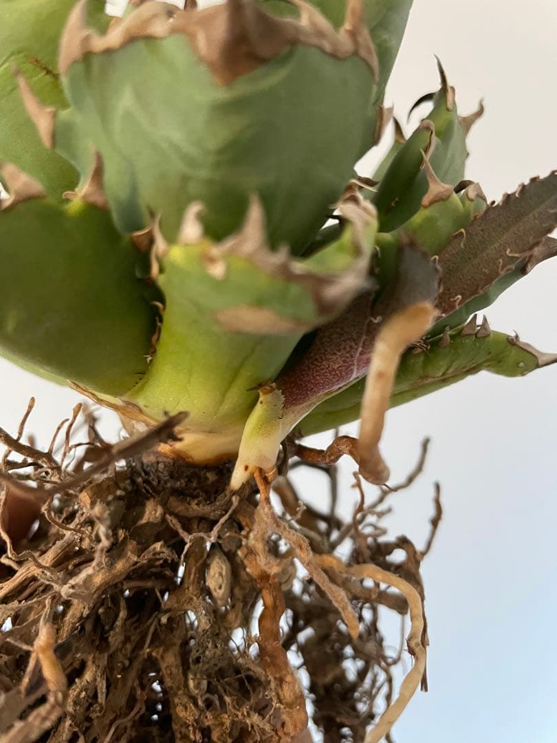 アガベチタノタCR-01 plants by the core