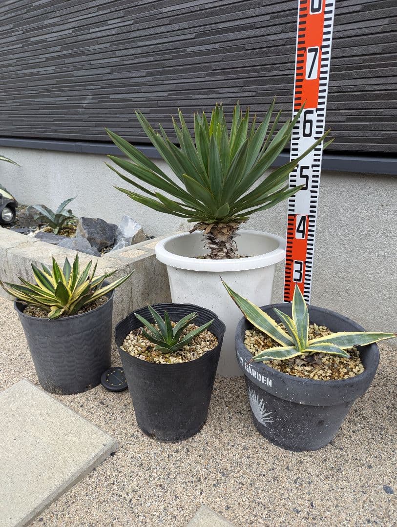 ドライガーデン　セット　【ロファンサ、ケルチョベイ、アメリカーナ錦、グロリオサ】