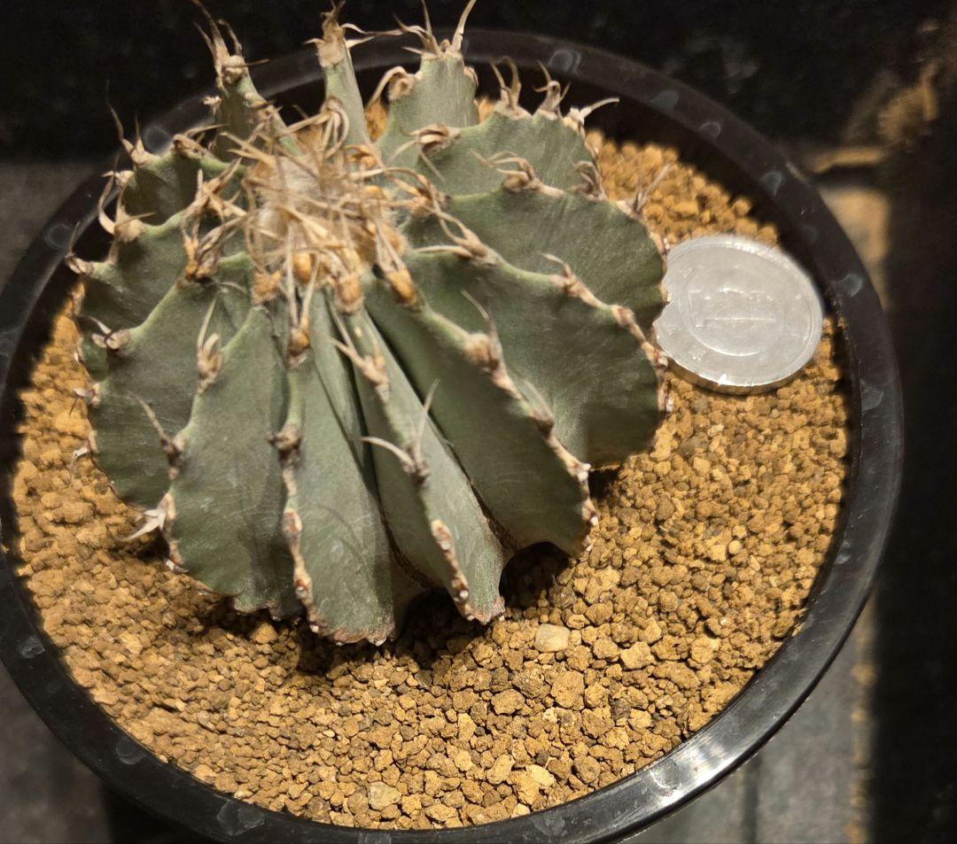 メキシカーナ　特大